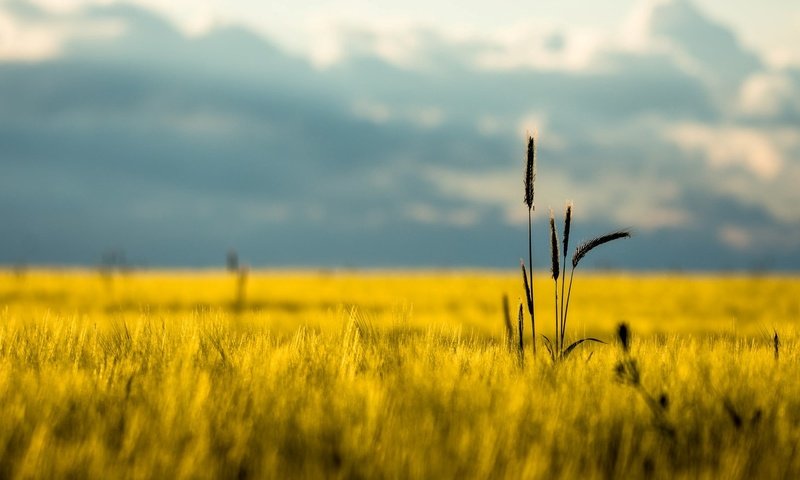 Обои горы, природа, фон, поле, лето, mountains, nature, background, field, summer разрешение 1920x1080 Загрузить