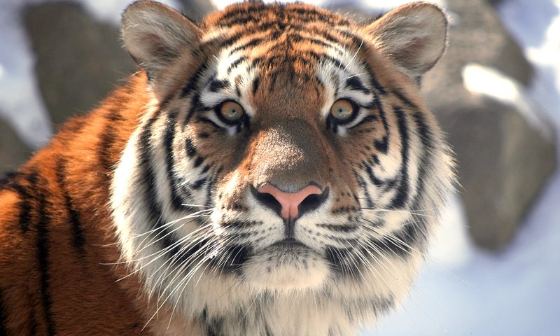 Обои тигр, морда, кошка, взгляд, амурский, tiger, face, cat, look, amur разрешение 3346x2240 Загрузить