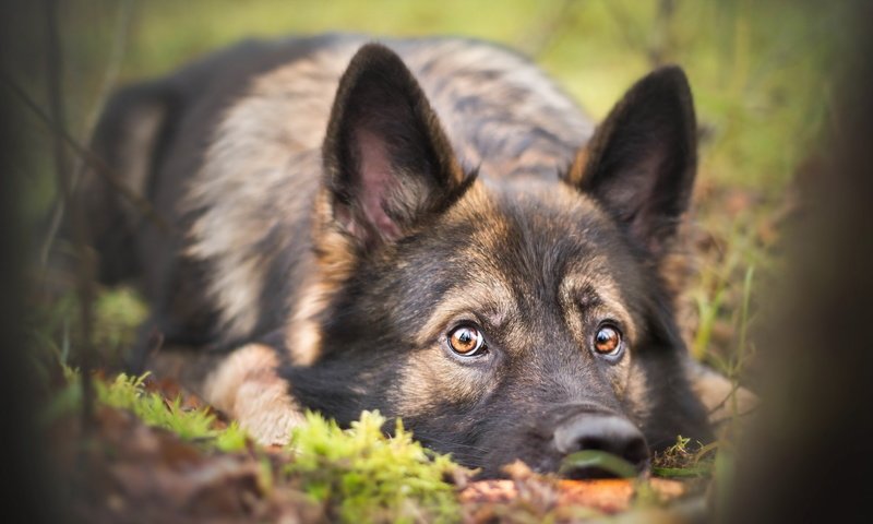 Обои взгляд, собака, друг, немецкая овчарка, look, dog, each, german shepherd разрешение 2560x1514 Загрузить