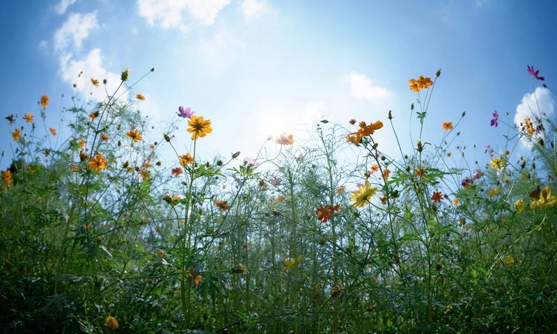 Обои небо, цветы, облака, солнце, бутоны, листья, стебли, the sky, flowers, clouds, the sun, buds, leaves, stems разрешение 2048x1280 Загрузить