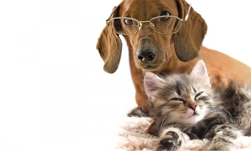 Обои очки, котенок, собака, любовь, белый фон, такса, дружба, glasses, kitty, dog, love, white background, dachshund, friendship разрешение 1920x1440 Загрузить