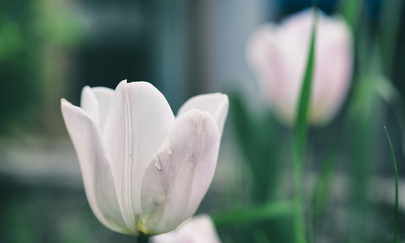 Обои цветы, лепестки, тюльпаны, flowers, petals, tulips разрешение 4896x3264 Загрузить