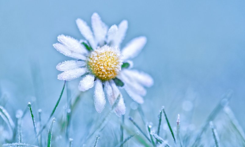 Обои трава, природа, цветок, иней, ромашка, grass, nature, flower, frost, daisy разрешение 2400x1647 Загрузить