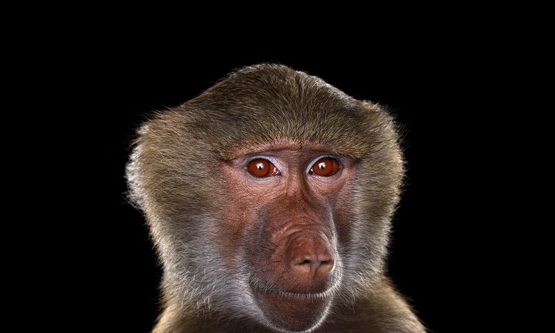 Обои фон, обезьяна, бабуин, брэд уилсон, background, monkey, baboon, brad wilson разрешение 1920x1288 Загрузить