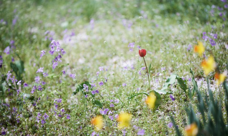 Обои цветы, трава, поле, луг, тюльпан, колокольчики, нарциссы, flowers, grass, field, meadow, tulip, bells, daffodils разрешение 2048x1365 Загрузить