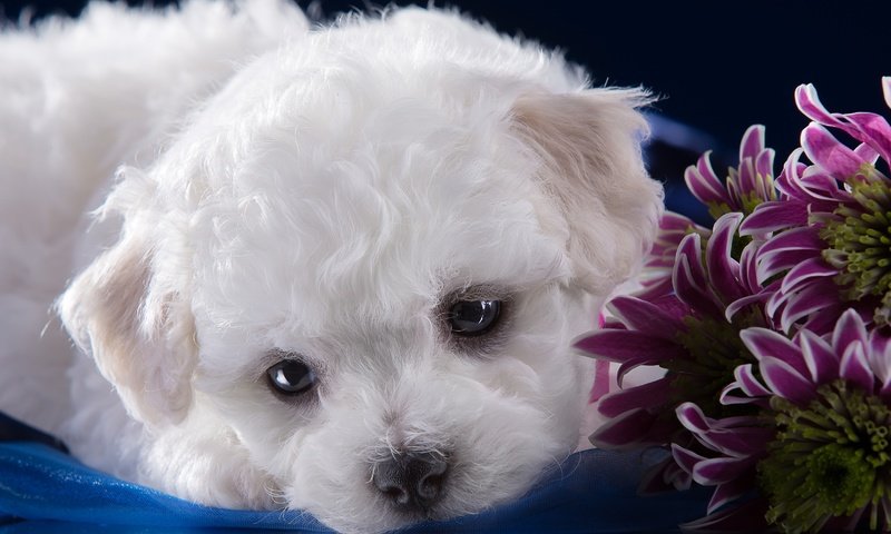 Обои мордочка, белый, щенок, хризантемы, милый, бишон фризе, muzzle, white, puppy, chrysanthemum, cute, bichon frise разрешение 3300x2120 Загрузить