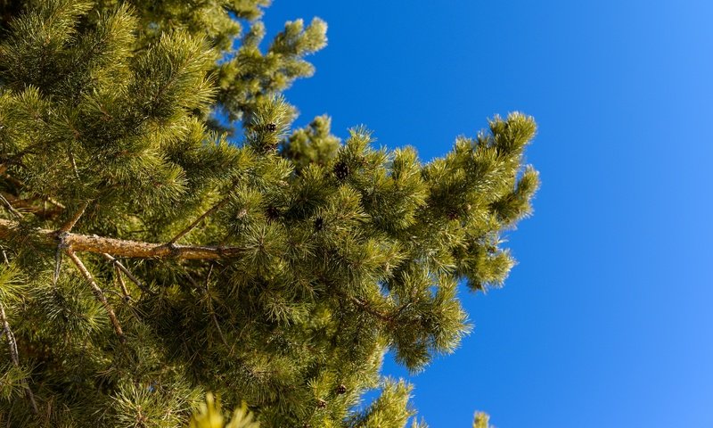 Обои небо, природа, ветки, ель, иголки, сосна, the sky, nature, branches, spruce, needles, pine разрешение 2880x1923 Загрузить