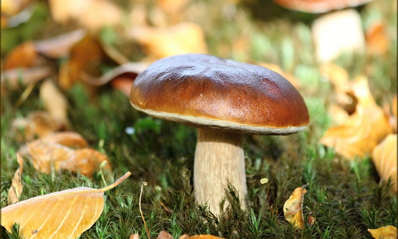 Обои листья, макро, осень, белый, гриб, leaves, macro, autumn, white, mushroom разрешение 5184x3456 Загрузить