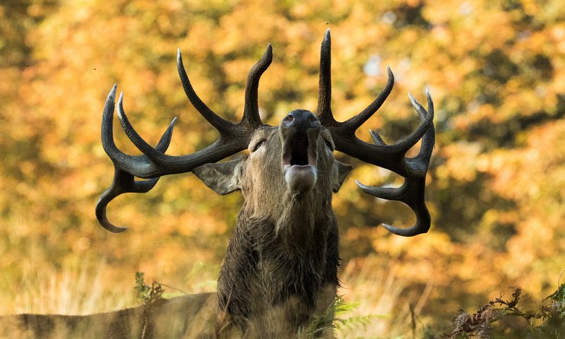 Обои природа, олень, осень, рога, сигнал, nature, deer, autumn, horns, signal разрешение 2048x1366 Загрузить