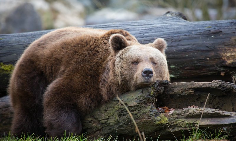 Обои дерево, медведь, отдыхает, отдых, ствол, дерева, медвед, tree, bear, resting, stay, trunk, wood разрешение 2048x1365 Загрузить