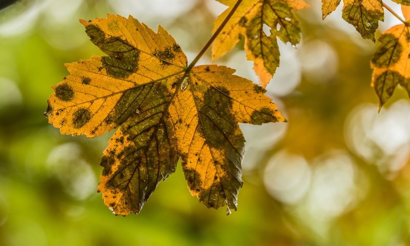 Обои природа, листья, осень, nature, leaves, autumn разрешение 2636x1440 Загрузить