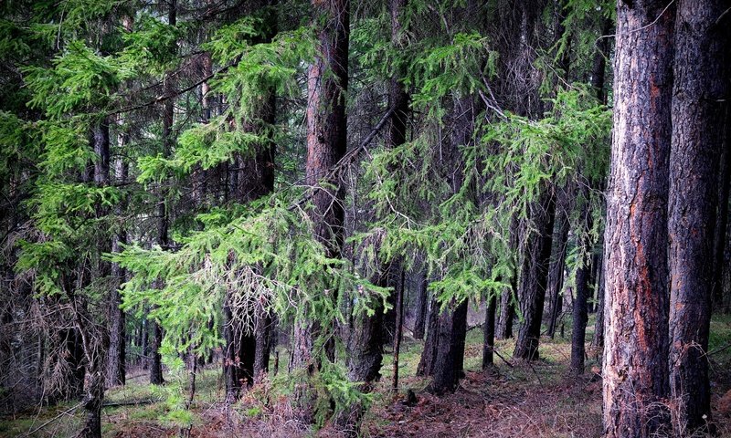 Обои деревья, природа, лес, пейзаж, тайга, trees, nature, forest, landscape, taiga разрешение 2614x1785 Загрузить