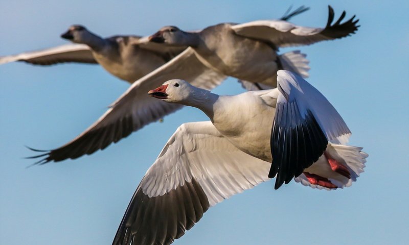 Обои полет, птицы, на природе, гуси, snow geese, пернатые, flight, birds, nature, geese разрешение 1920x1200 Загрузить