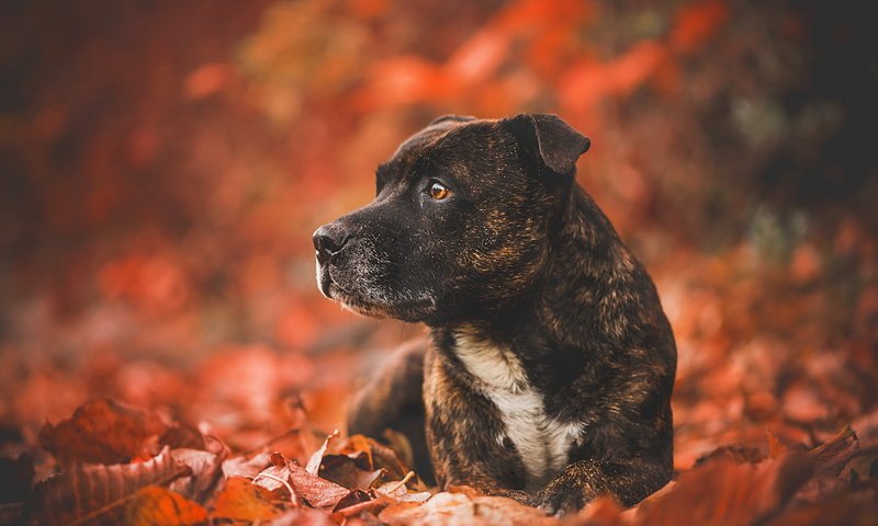 Обои листья, взгляд, осень, собака, друг, leaves, look, autumn, dog, each разрешение 1920x1148 Загрузить