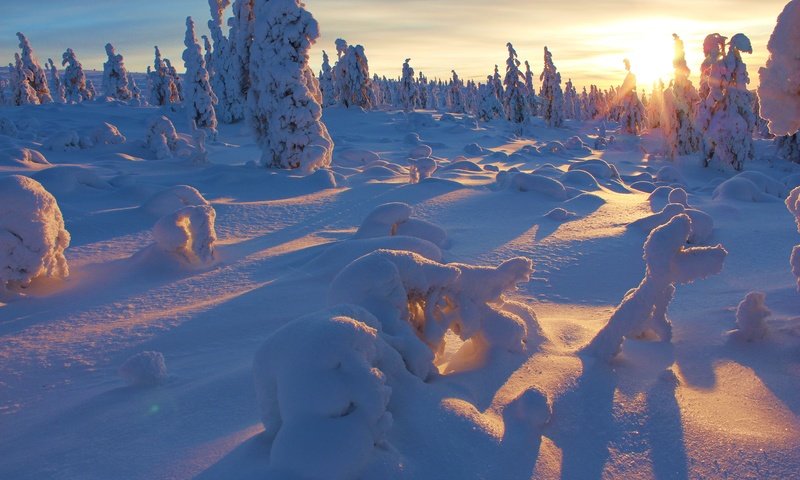 Обои деревья, снег, закат, зима,     дерево, trees, snow, sunset, winter, tree разрешение 5184x3456 Загрузить