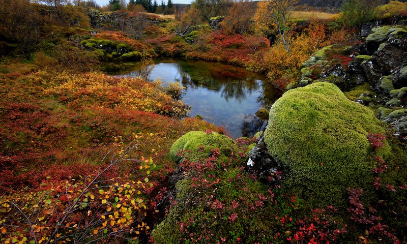 Обои деревья, озеро, камни, мох, исландия, national park thingvellir, trees, lake, stones, moss, iceland разрешение 1920x1200 Загрузить