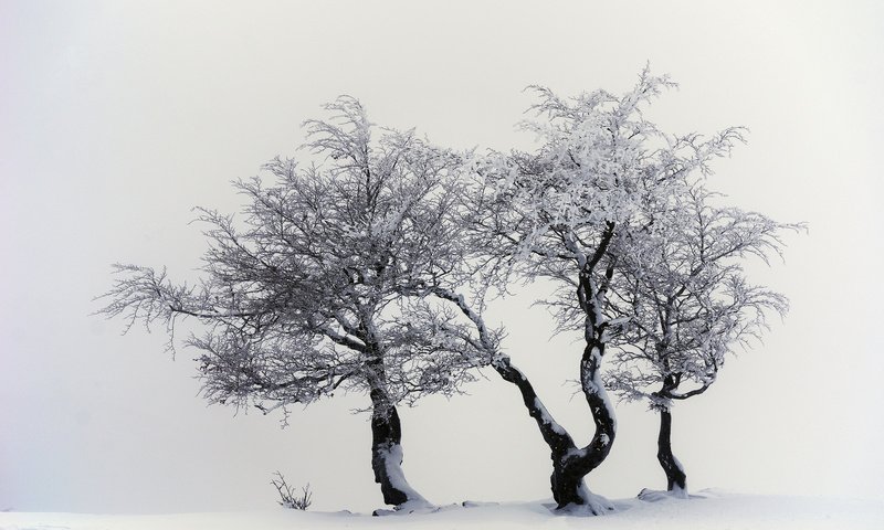 Обои деревья, снег, природа, зима, trees, snow, nature, winter разрешение 2048x1356 Загрузить