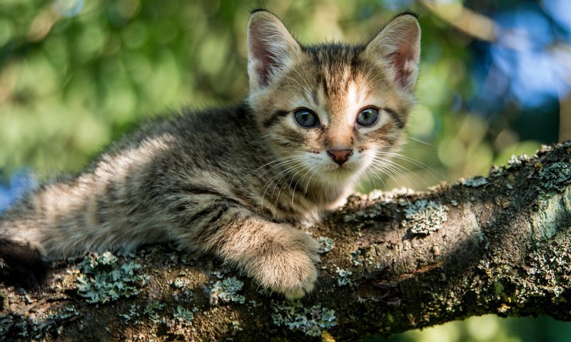 Обои глаза, дерево, кошка, взгляд, котенок, eyes, tree, cat, look, kitty разрешение 2048x1280 Загрузить