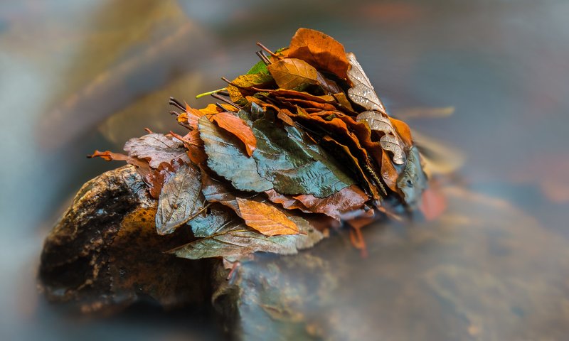 Обои вода, природа, листья, осень, water, nature, leaves, autumn разрешение 2797x1985 Загрузить