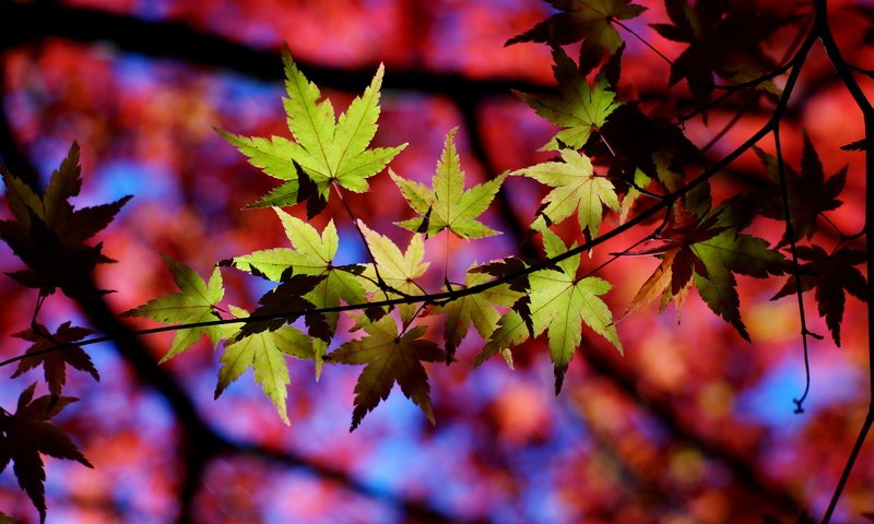 Обои природа, листья, макро, осень, тени, веточки, nature, leaves, macro, autumn, shadows, twigs разрешение 6000x4000 Загрузить