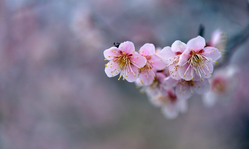 Обои цветы, ветка, фон, розовые, сакура, flowers, branch, background, pink, sakura разрешение 2048x1367 Загрузить