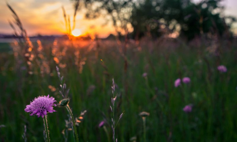 Обои цветы, трава, вечер, солнце, закат, поле, сиреневые, flowers, grass, the evening, the sun, sunset, field, lilac разрешение 1920x1200 Загрузить