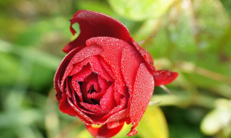 Обои природа, цветок, роса, капли, роза, красная, nature, flower, rosa, drops, rose, red разрешение 4912x3264 Загрузить