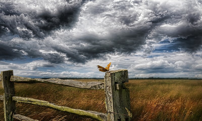 Обои небо, тучи, насекомое, поле, бабочка, забор, крылья, сухая трава, the sky, clouds, insect, field, butterfly, the fence, wings, dry grass разрешение 2560x1440 Загрузить