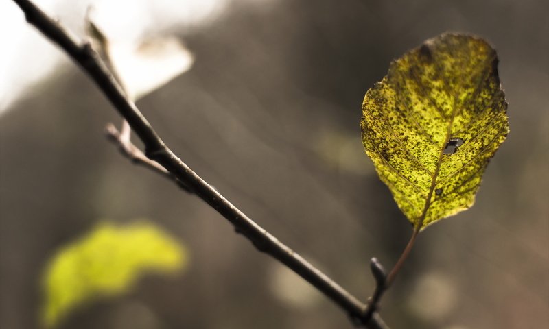 Обои ветка, природа, осень, лист, branch, nature, autumn, sheet разрешение 2048x1365 Загрузить