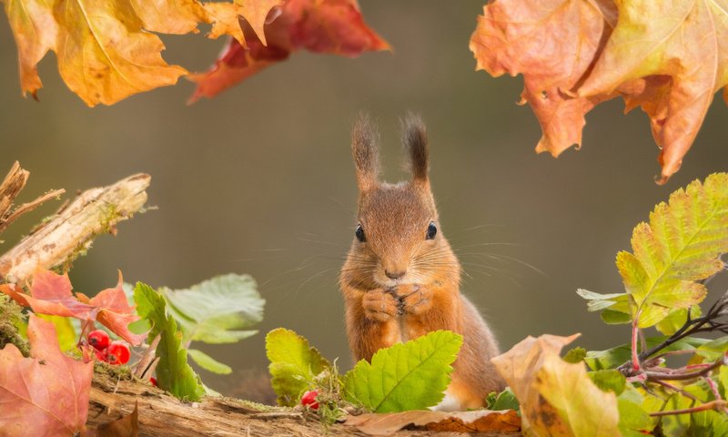 Обои листья, осень, рыжая, белка, leaves, autumn, red, protein разрешение 2048x1365 Загрузить