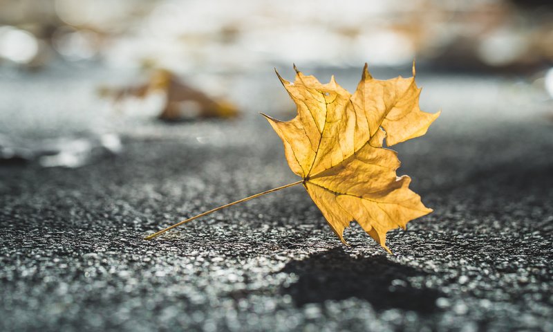 Обои природа, макро, осень, лист, размытость, тень, nature, macro, autumn, sheet, blur, shadow разрешение 4166x2777 Загрузить