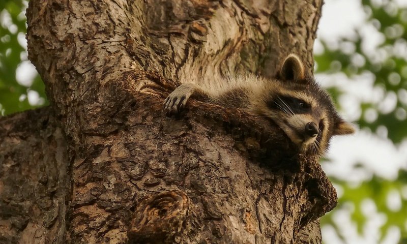 Обои природа, дерево, животное, енот, nature, tree, animal, raccoon разрешение 2048x1280 Загрузить