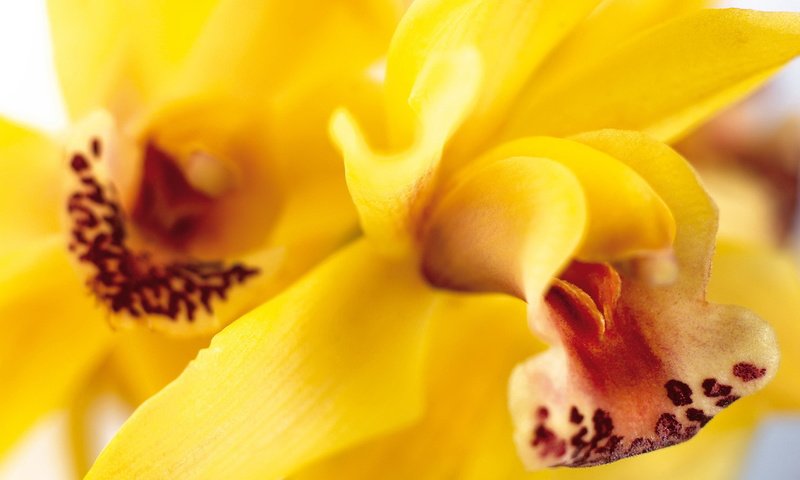Обои цветы, лепестки, желтые, орхидеи, крупным планом, flowers, petals, yellow, orchids, closeup разрешение 1920x1080 Загрузить