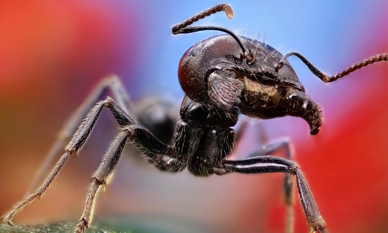 Обои макро, лапы, муравей, macro, paws, ant разрешение 1920x1080 Загрузить