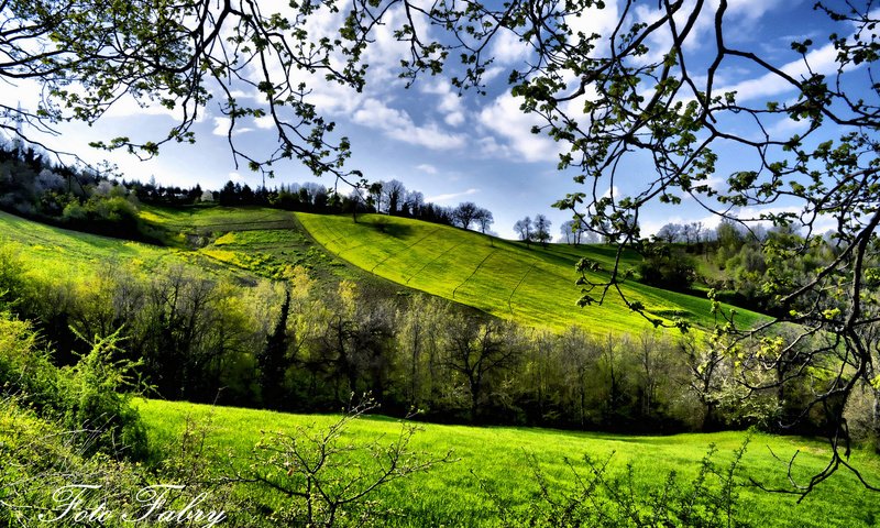 Обои деревья, зелень, поля, весна, trees, greens, field, spring разрешение 1920x1200 Загрузить