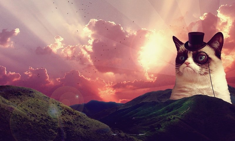 Обои восход, пейзаж, сердитый котик, грустный кот, sunrise, landscape, grumpy cat, sad cat разрешение 1920x1080 Загрузить