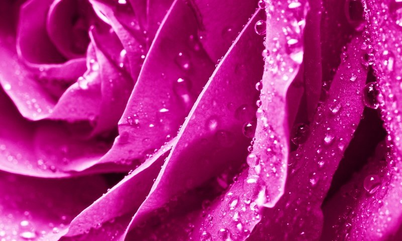 Обои цветы, макро, цветок, капли, роза, сиреневый, flowers, macro, flower, drops, rose, lilac разрешение 2880x1915 Загрузить