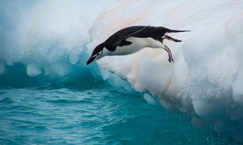 Обои вода, прыжок, птица, пингвин, льдина, water, jump, bird, penguin, floe разрешение 2560x1600 Загрузить