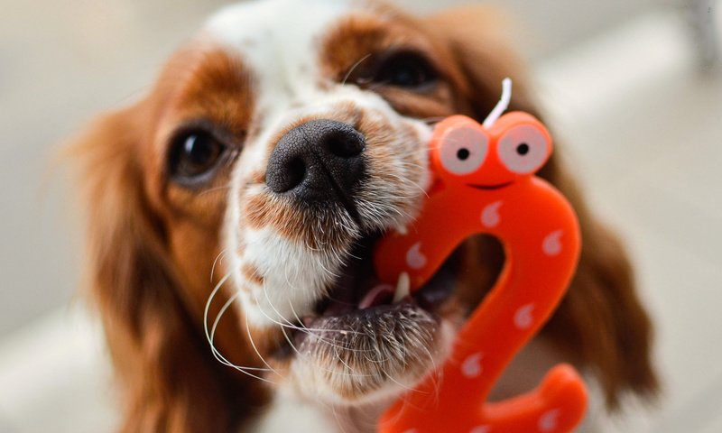 Обои собака, день рождения, cavalier king charles spaniel, mireia b. l., dog, birthday разрешение 2048x1356 Загрузить