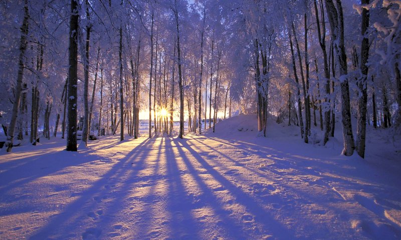 Обои солнце, снег, лес, зима, иней, деревья. лучи, the sun, snow, forest, winter, frost, trees. rays разрешение 1999x1333 Загрузить