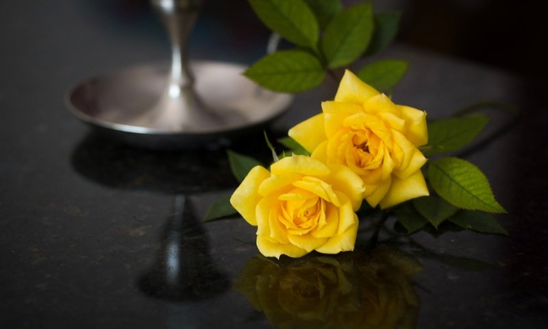 Обои отражение, розы, жёлтые розы, reflection, roses, yellow roses разрешение 1920x1200 Загрузить