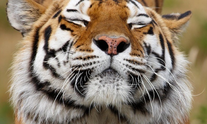 Обои тигр, морда, усы, хищник, животное, окрас, tiger, face, mustache, predator, animal, color разрешение 3879x3393 Загрузить