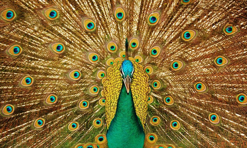 Обои взгляд, узоры, птица, клюв, павлин, красивый, хвост, look, patterns, bird, beak, peacock, beautiful, tail разрешение 3008x1899 Загрузить