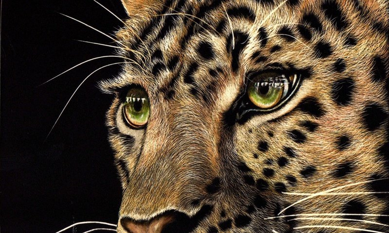 Обои морда, взгляд, леопард, хищник, черный фон, животное, зеленые глаза, face, look, leopard, predator, black background, animal, green eyes разрешение 2372x1625 Загрузить
