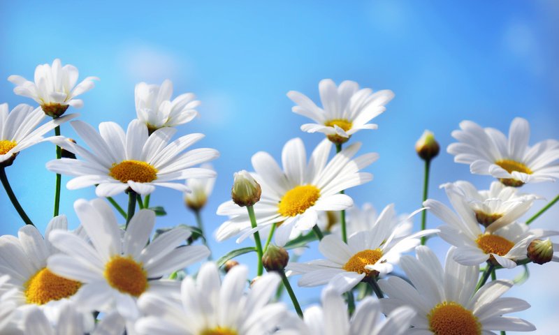 Обои небо, цветы, природа, лепестки, ромашки, белые, the sky, flowers, nature, petals, chamomile, white разрешение 7191x5000 Загрузить
