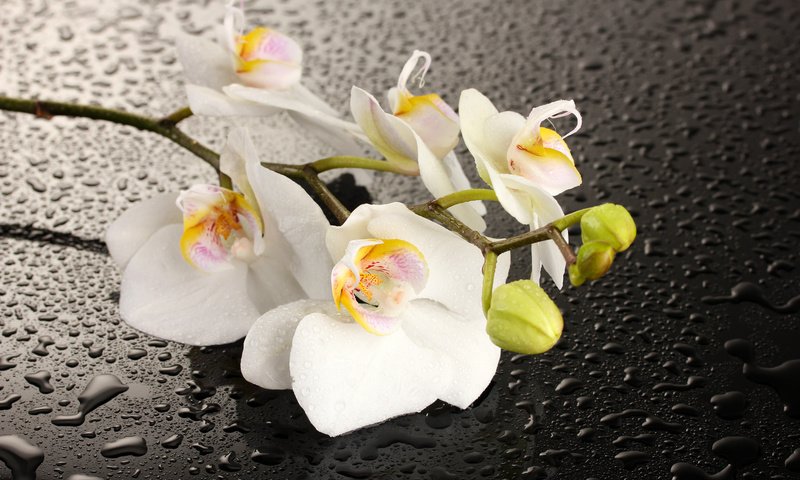 Обои вода, цветок, капли, тень, орхидея, белые лепестки, water, flower, drops, shadow, orchid, white petals разрешение 5184x3456 Загрузить