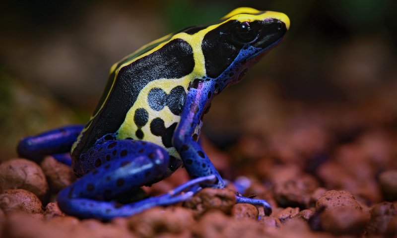 Обои лягушка, расцветка, лягуха, poisonous, frog, colors разрешение 3800x2533 Загрузить