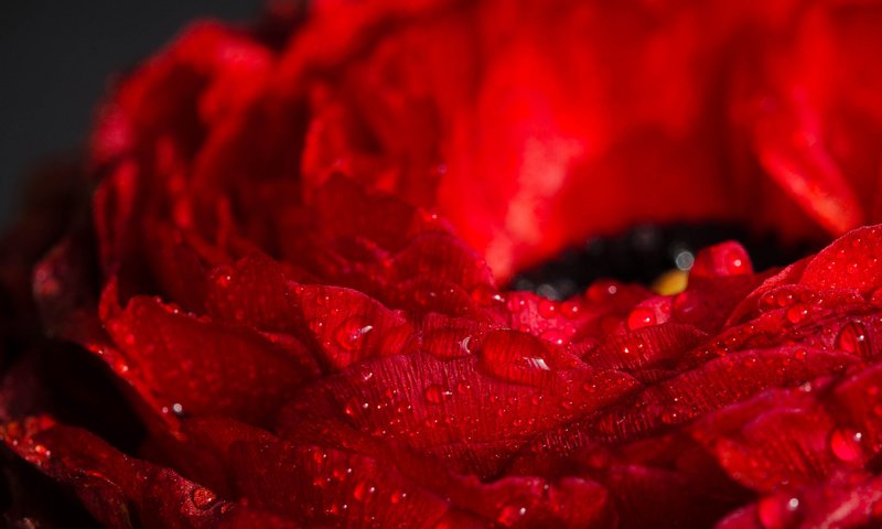 Обои макро, цветок, красный, mireia b. l., macro, flower, red разрешение 2048x1356 Загрузить