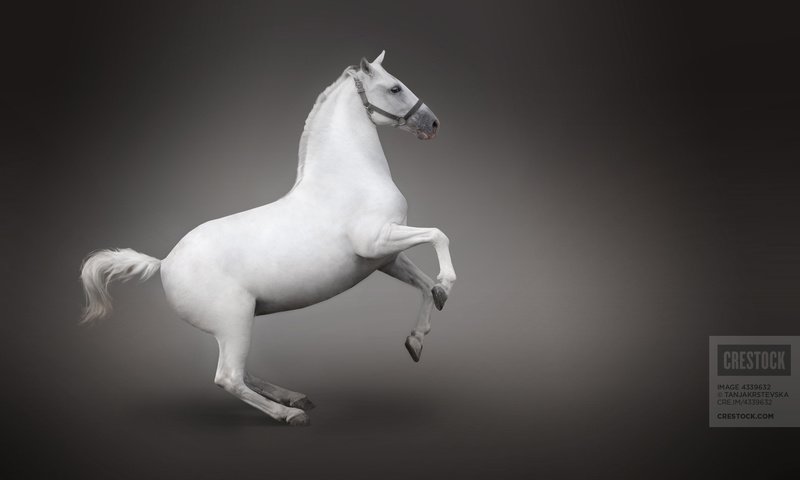 Обои лошадь, белый, конь, вид сбоку, horse, white, side view разрешение 1920x1200 Загрузить