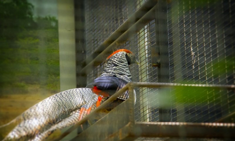 Обои птица, на природе, шри - ланка, thanu, птаха, bird, nature, sri lanka разрешение 2880x1920 Загрузить